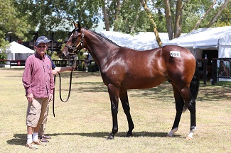 Zabeel x Al Shamekha colt Lot 930 $160k-web2